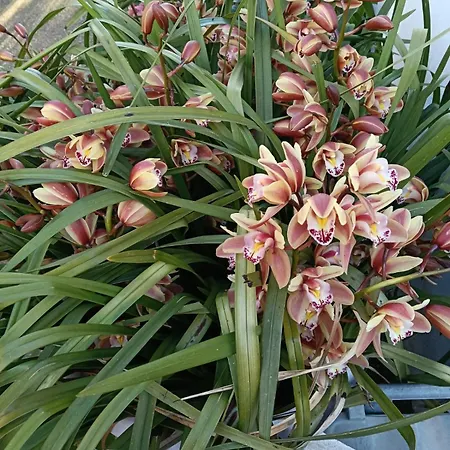 L'orchidea *